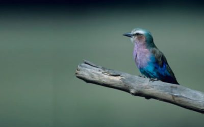 Colombia: Destino de Aves y Golf