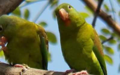 Las Aves de Blandín