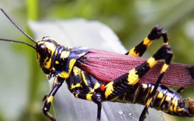 Insectos alimentan la vida y el golf