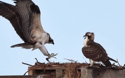 Pareja de Ospreys se preparan al US Open