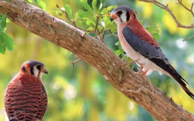 El poderoso vuelo del Cernícalo de América (Falco sparverius)