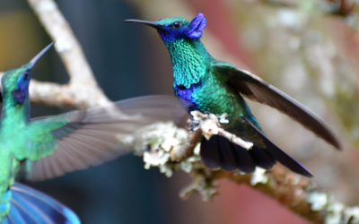 De nombres y de colibríes