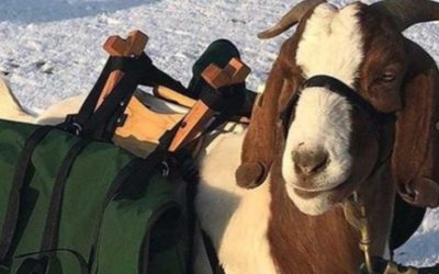 Nuevo campo de golf ubicado en Oregon utilizará cabras como caddies a contar de julio