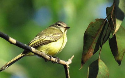 Proyectando el turismo: turistas que vuelan… tras las aves