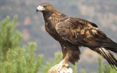 Entre Cielo y Tierra: “El Águila real y el Cóndor de Los Andes en Los Andes de Mérida, Venezuela”