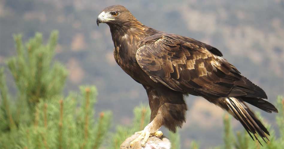 Entre Cielo y Tierra: “El Águila real y el Cóndor de Los Andes en Los Andes  de Mérida, Venezuela” - Revista Fairway
