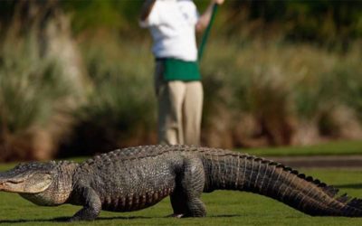 En imágenes: cocodrilos, protagonistas de las últimas semanas del PGA Tour