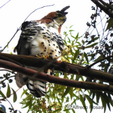 Aguila Penacho