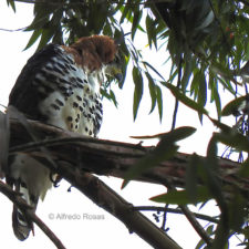 Aguila Penacho