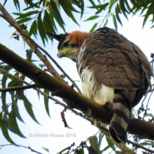 Aguila Penacho