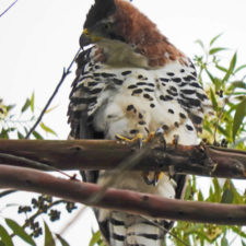 Aguila Penacho