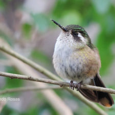 Colibrí Serrano Pechipunteado