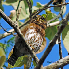 Pavita Ferruginea