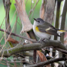 Reinita Migratoria Hembra