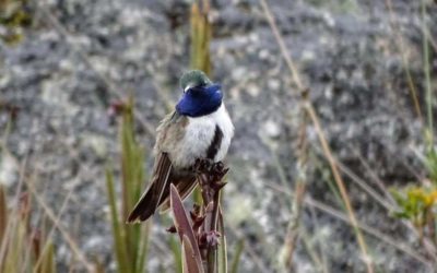 Nueva especie de colibrí “Cuello Azul” en peligro de extinción